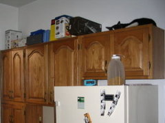 Monty on the cabinet