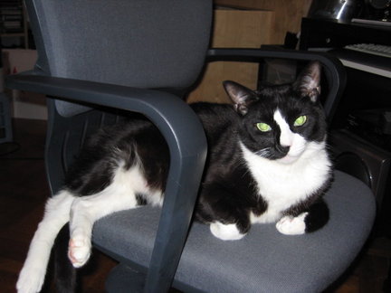 Monty, the Business Cat.