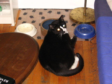 Some day my dinner will come.