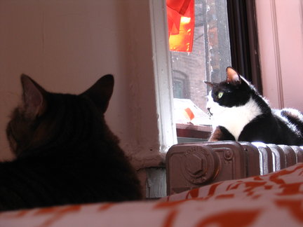 Watching birds.
