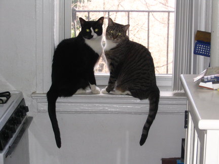 two cats means double the fun