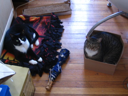 Wars blankets and empty boxes: comfort zones for all!