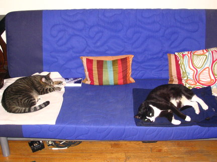 A blanket for every kitty and every kitty on a blanket.